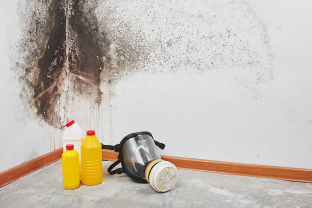 Best Best Mold Removal Companies  in El Sobrante, CA