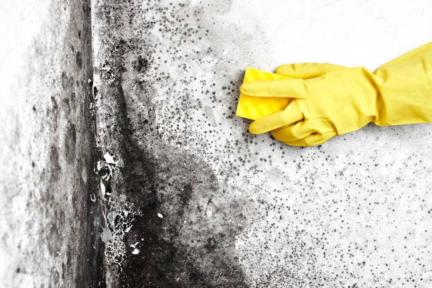 Best Attic Mold Removal  in El Sobrante, CA