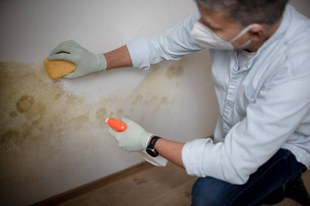 Best Mold Remediation  in El Sobrante, CA