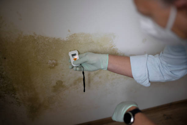 Best Professional Mold Removal  in El Sobrante, CA