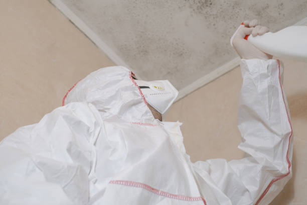 Professional Mold Removal in El Sobrante, CA