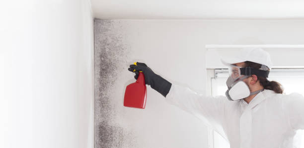 Best Same-Day Mold Removal  in El Sobrante, CA
