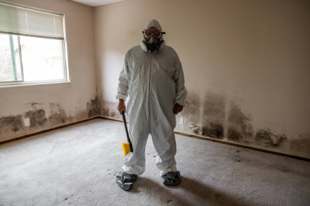 Best Black Mold Removal  in El Sobrante, CA