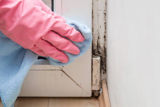 Best Mold Removal Specialists  in El Sobrante, CA