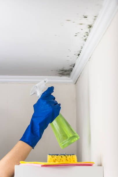 Best Mold Damage Repair  in El Sobrante, CA