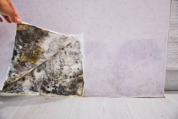 Best Mold Testing and Removal  in El Sobrante, CA